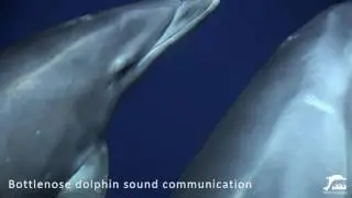 Bottlenose dolphin communication sound (in the wild)