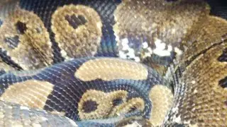 How About That Zoo??  Why Was The Video Old??