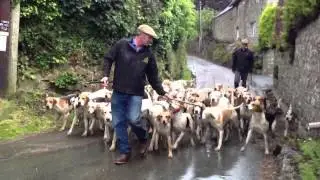 A pack of yellow Labradors