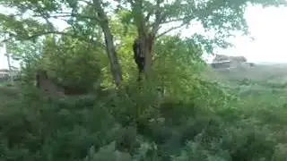 Я залазию на дерево
