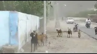 बिपरजोय चक्रवाती तुफान के गुजरात पहुंचने की आहट सुनिए |