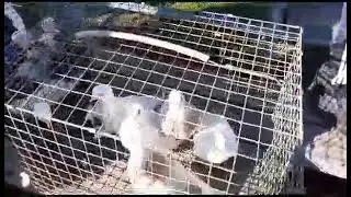 г.Киржач ярмарка голубей. 5 августа