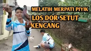 CARA MELATIH MERPATI PIYIK HINGGA BAGUS INI CARANYA #merpatikolong#merpatipiyik#merpatilovers