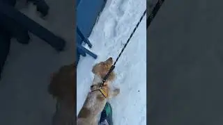 ВЫВОД СДЕЛАН 🐕