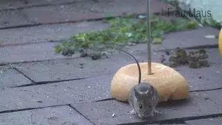 #cute frau Maus