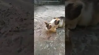 Kucing minum air sumber seger 