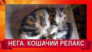 НЕГА. РЕЛАКС. Так расслабляться умеют только кошки