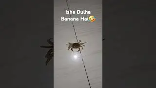 Ishe Dulha Banana Hai🤣 #shorts #music #singer #love #crab #dulha #trending #viralshort