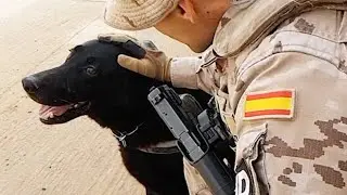 The 4-Legged Soldiers of the Spanish Army.