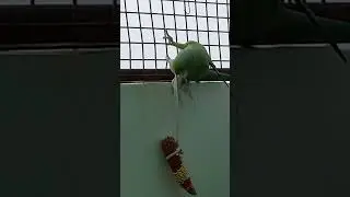 गुरु चिड़िया 👍
