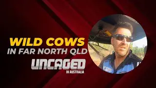Wild Cattle - UNCAGED in AUSTRALIA