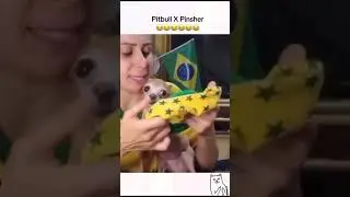 PITBULL X PINSHER 🤣🤣🤣🤣🤣