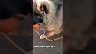 Игривый Щенок Кавказской Овчарки 3,5 месяца #shorts  #кулинарнаягармония #щенок #кавказец