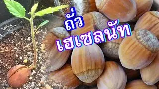 Hazelnut | เฮเซลนัท วิธีการเพาะเมล็ดถั่วเฮเซลนัท