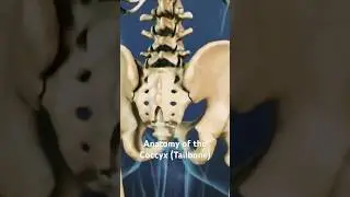 Anatomy of the Coccyx (Tailbone)