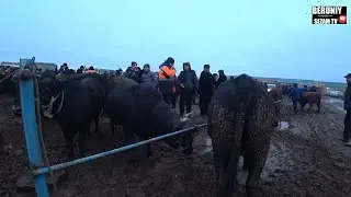 БЕРУНИЙ МОЛ БОЗОРИ 16.01.2022