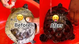 Red eared slider turtle before and after cleaning shell
