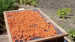 Что едят бабочки, когда нет цветов.