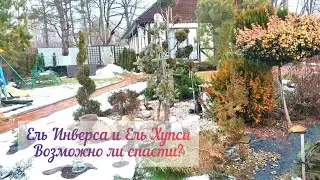 Ель Инверса и Ель Хупси. Возможно ли спасти?