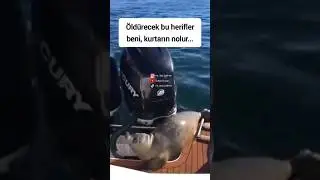 YÜZ NUMARALI FOK