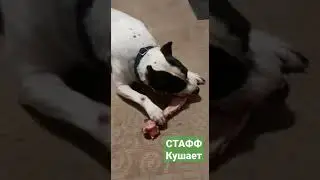 Стафф кушает бедро кабана