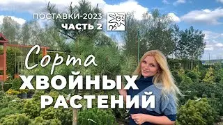 Хвойные растения в 