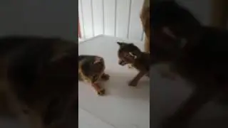 #маи котята