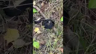 ГАДЮКА