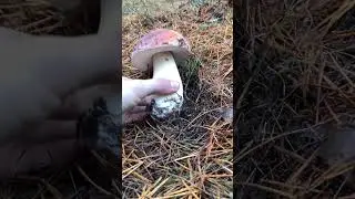 СОСНОВЫЙ БЕЛЫЙ ГРИБ