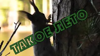 ЛЕТО , А БЕЛКИ В ТУЛУПАХ...