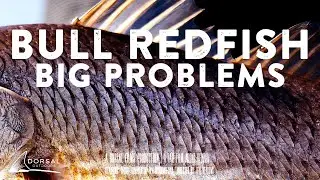 Fly Fishing for Redfish…Big Ones. But Getting A Curse Instead-- The Origins of Dan's Pain