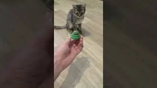 подарок для пушистика не оправдал себя 😁 #shorts