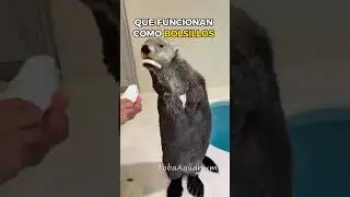 Las Nutrias Tienen Bolsillos 🤯
