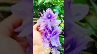 Oru Chembaneer Poov Malayalam Whatsapp Status Video