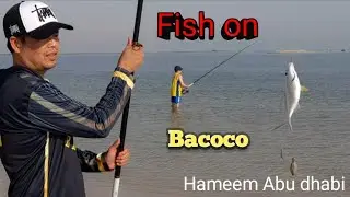 FISH ON BACOCO - HAMEEM ABUDHABI @raphvlog5191