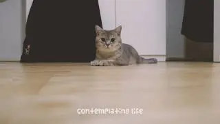 My cat eating and basically doing nothing all day, so i made it aesthetic.