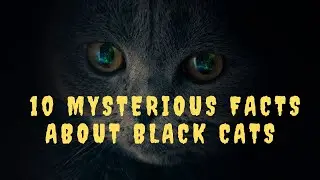 10 Mysterious Facts About Black Cats