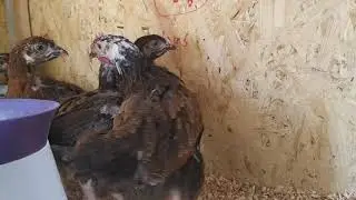 Уборка в сарае. Переселил всех😂😂
