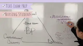 Blood pressure regulation -renal-cardiovascular + endocrine system relationship