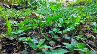 The Sound Of Birds In The Wild For Relaxation Of Lazy Birds Sounds