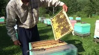 #пчеловодство Меняю пчеломатку по новому.