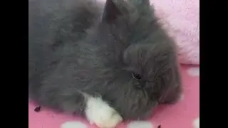 Nuriya i ist zu Nyla, Nuca und Princhen gezogen... :-)