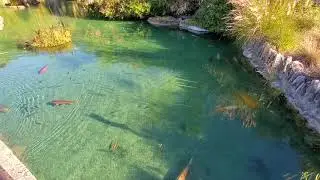 Koi and Garden 1/3