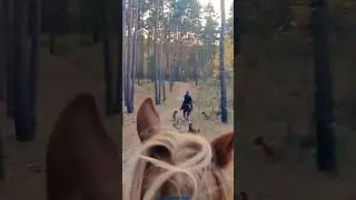 #asmr #лошади #осень #родезийскийриджбек #лес