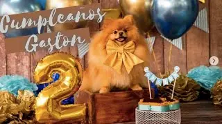 CUMPLEAÑOS PERRUNO,  FIESTA DE POMERANIAS 🐾