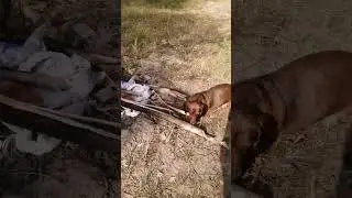 S T A R S K I real life  - очень злая собака! 