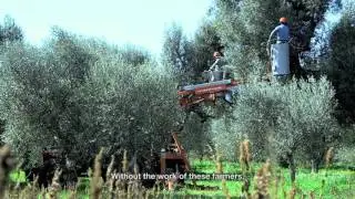 ECHO chainsaws at work in Italy's beautiful olive groves.