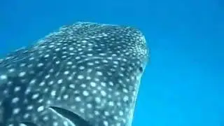 A Feeding Whale Shark Video at Maamigili, South Ari Atoll, Maldives
