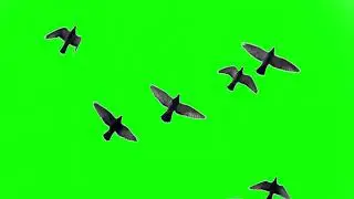 doves fly over head green screen video | doves flying | pigeon green screen effect | video editing