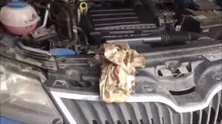 Замена масла Skoda Rapid